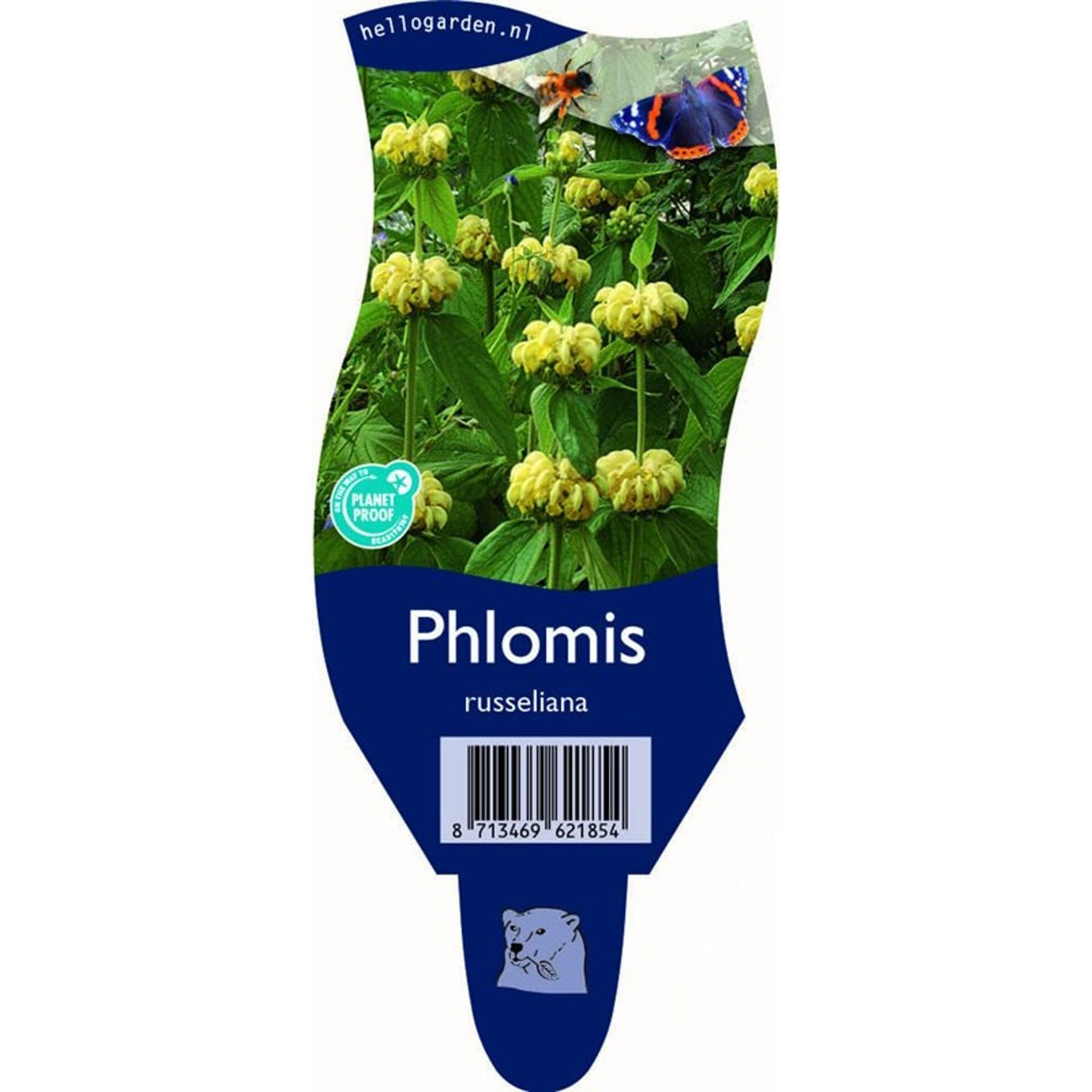 Lammöra – Phlomis russeliana - P11